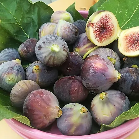 D'aragona אוטרנטו