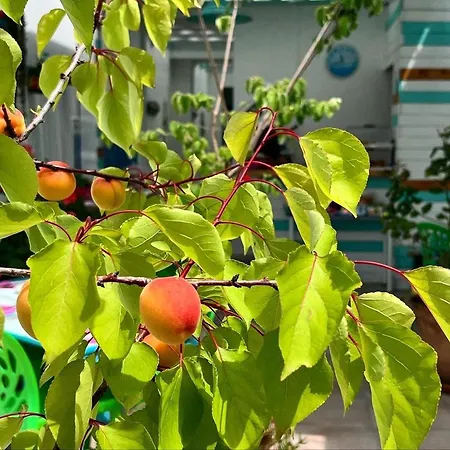 D'aragona בית הארחה 3*
